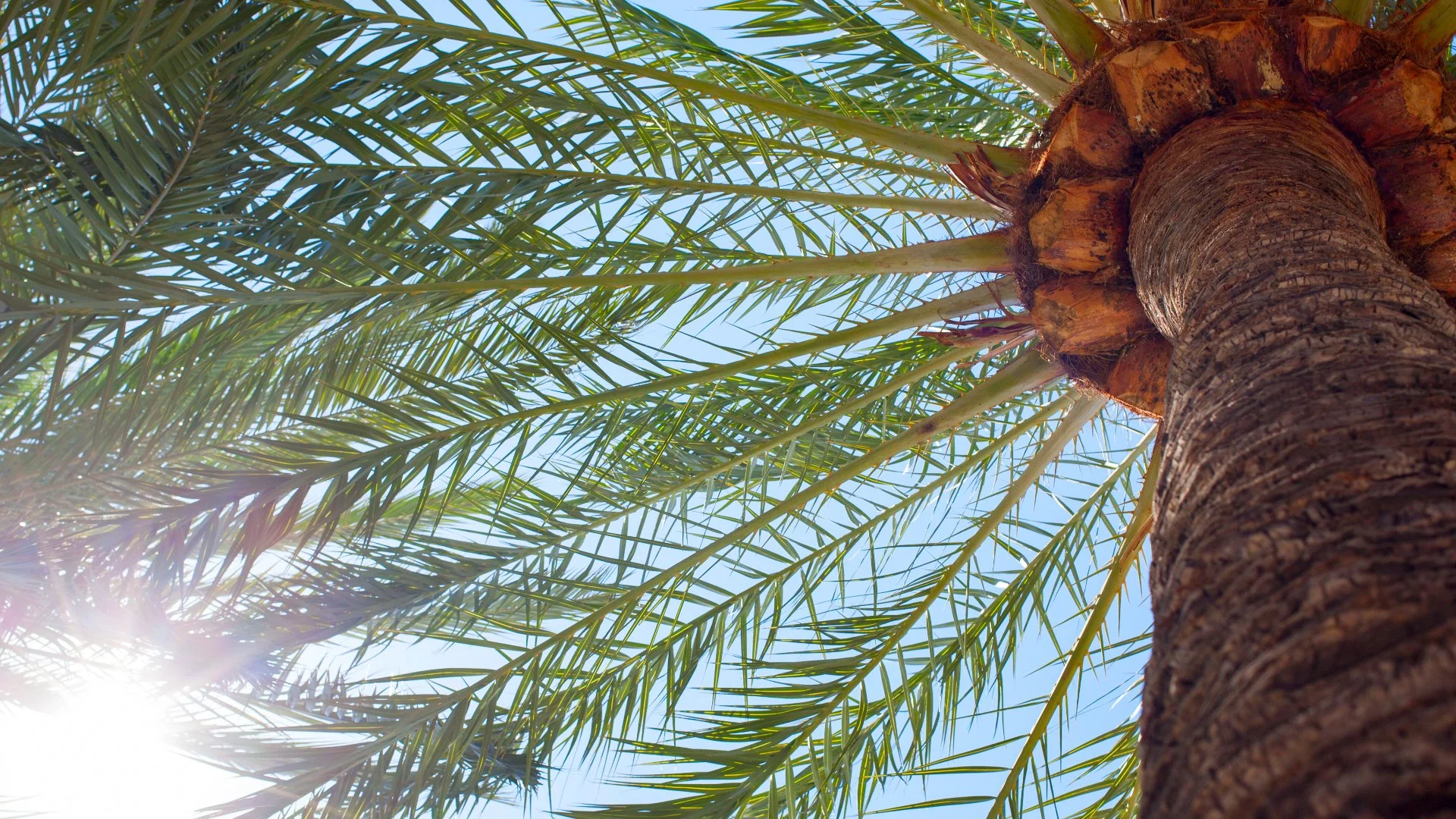 Want Healthy Palm Trees? You Need to Fertilize Them!
