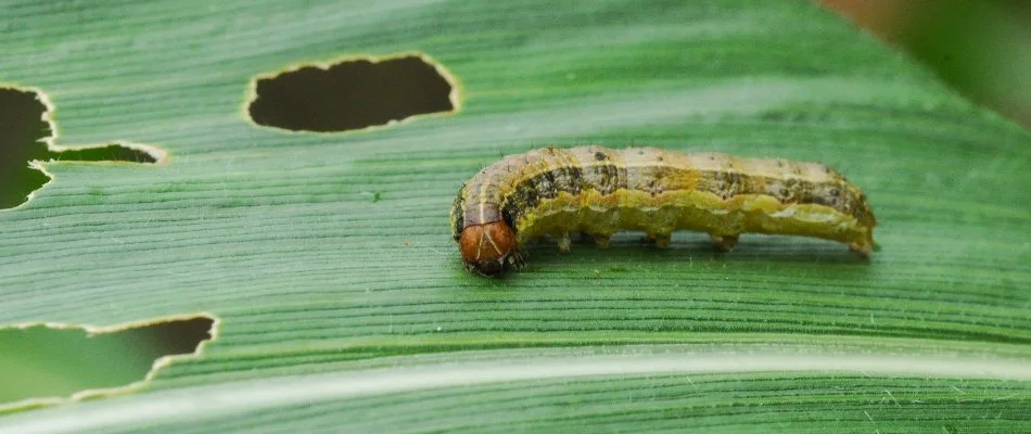 Armyworm on a grass blade with holes in The Villages, FL.