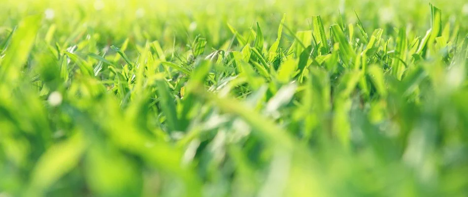 Close-up of green grass at a residence in The Villages, FL.